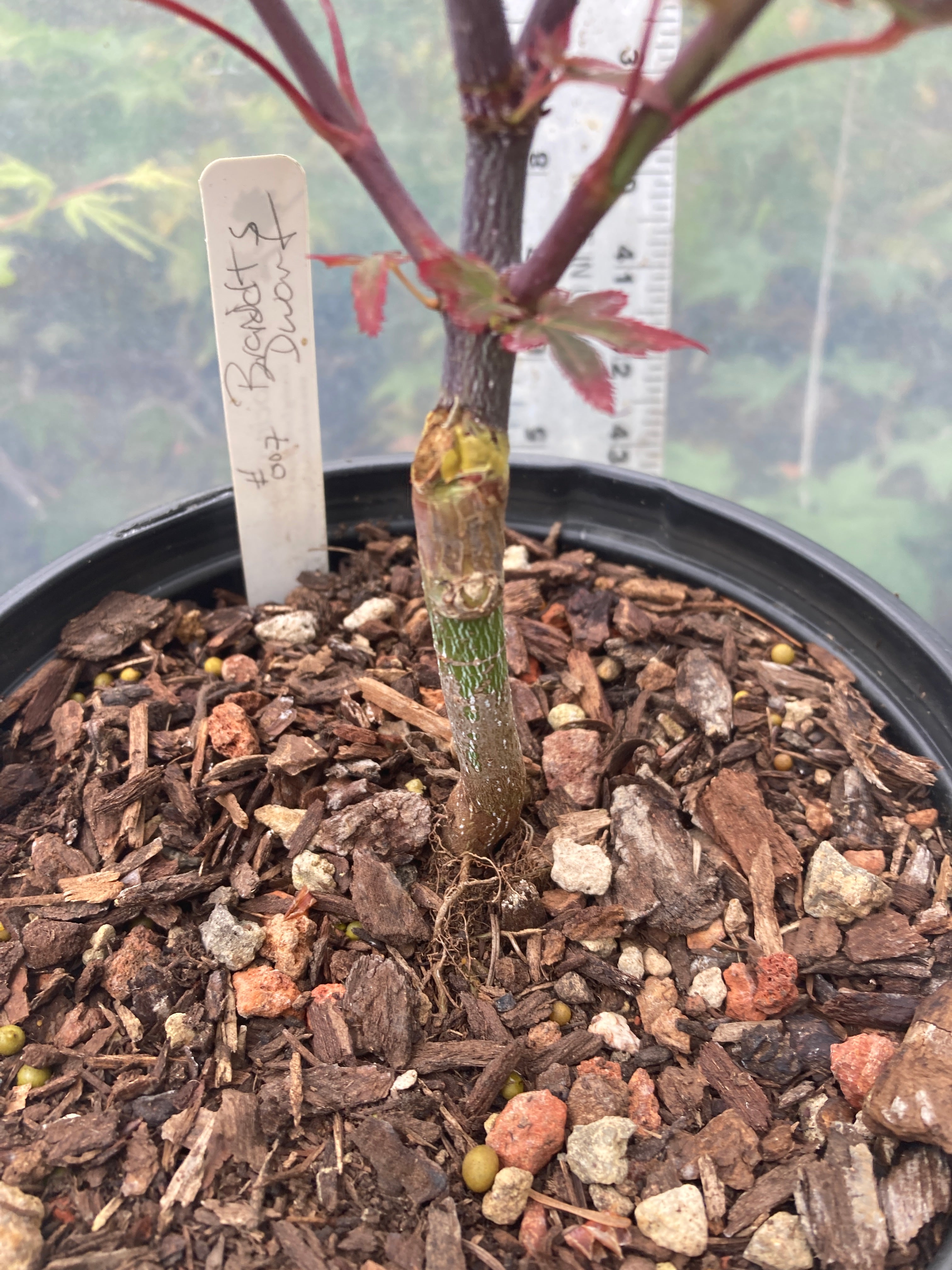 Brandt's Dwarf Pre Bonsai 3 yr (#007)