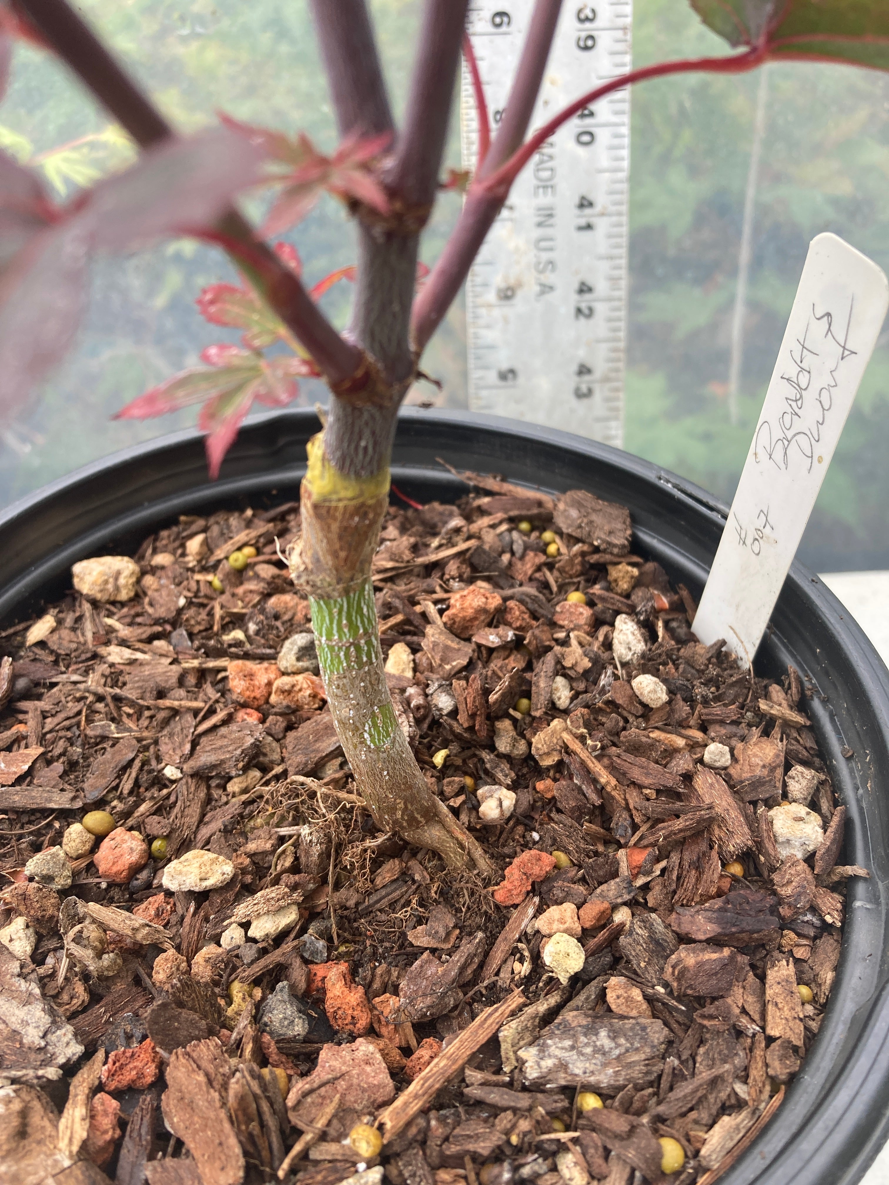 Brandt's Dwarf Pre Bonsai 3 yr (#007)