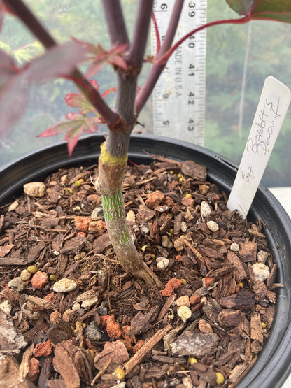 Brandt's Dwarf Pre Bonsai 3 yr (#007)