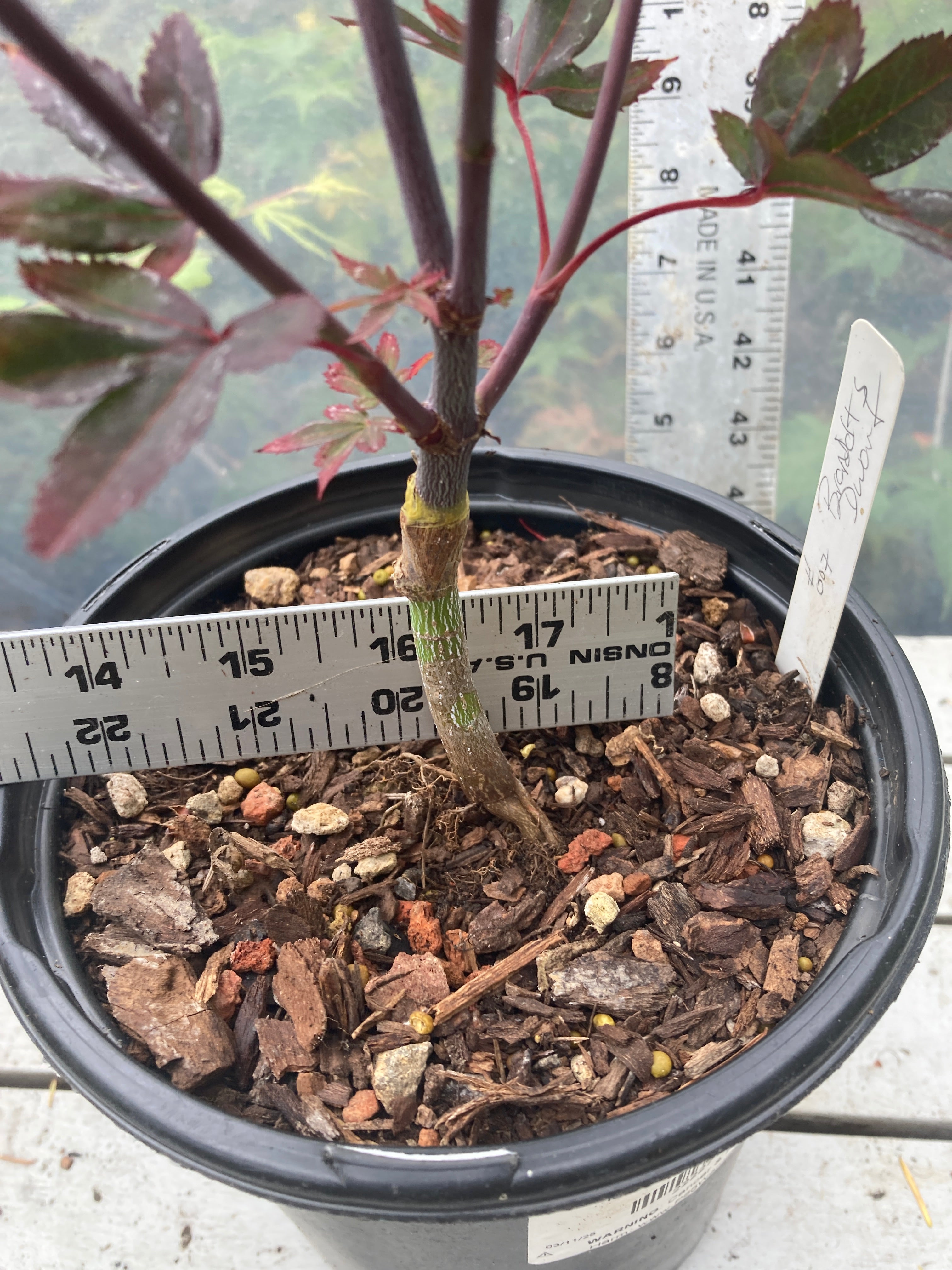 Brandt's Dwarf Pre Bonsai 3 yr (#007)