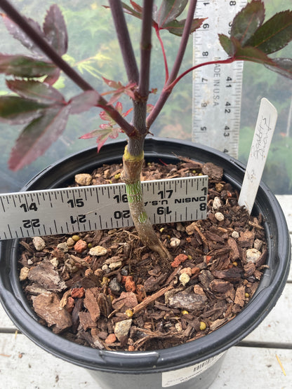 Brandt's Dwarf Pre Bonsai 3 yr (#007)