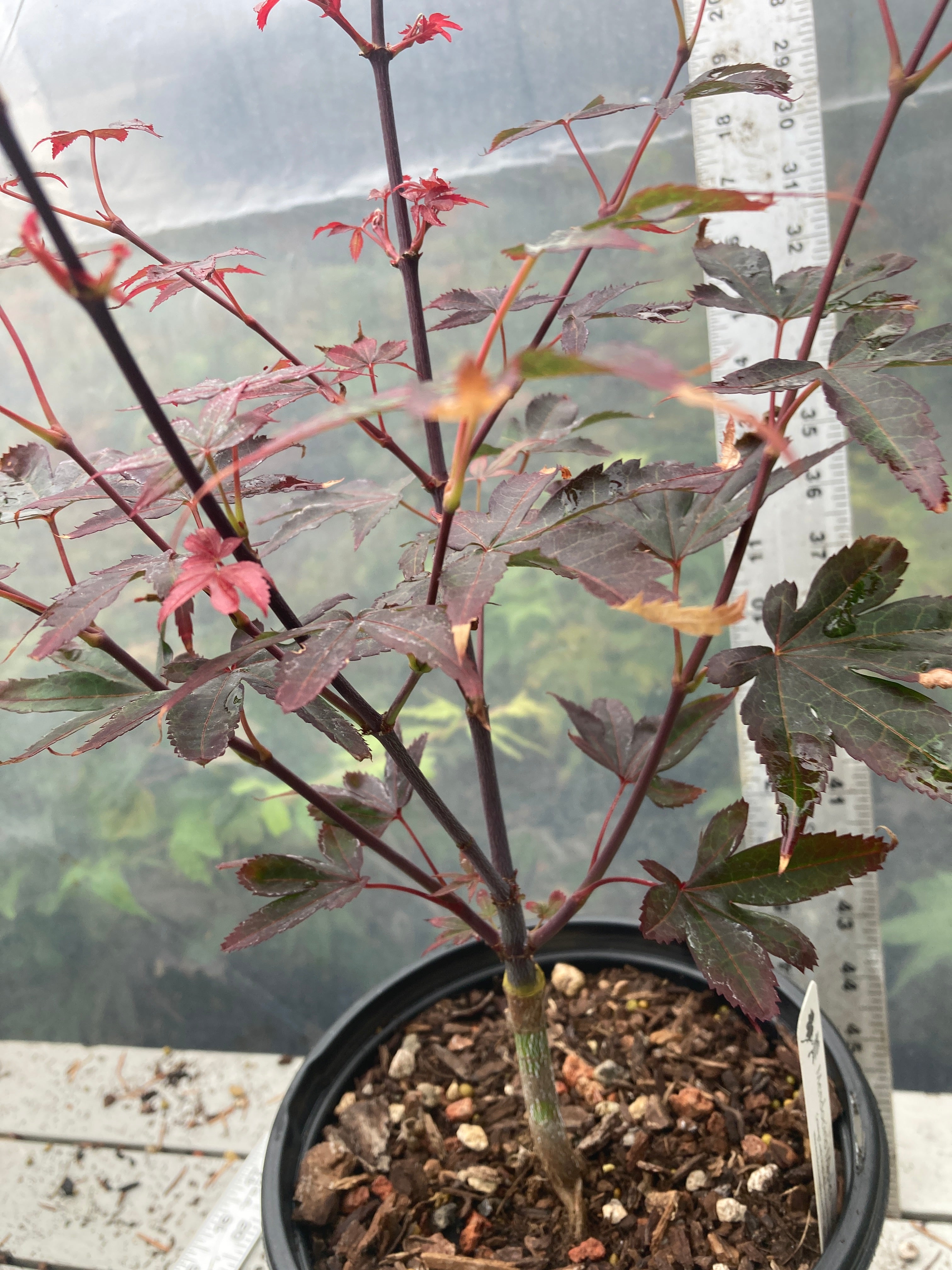 Brandt's Dwarf Pre Bonsai 3 yr (#007)