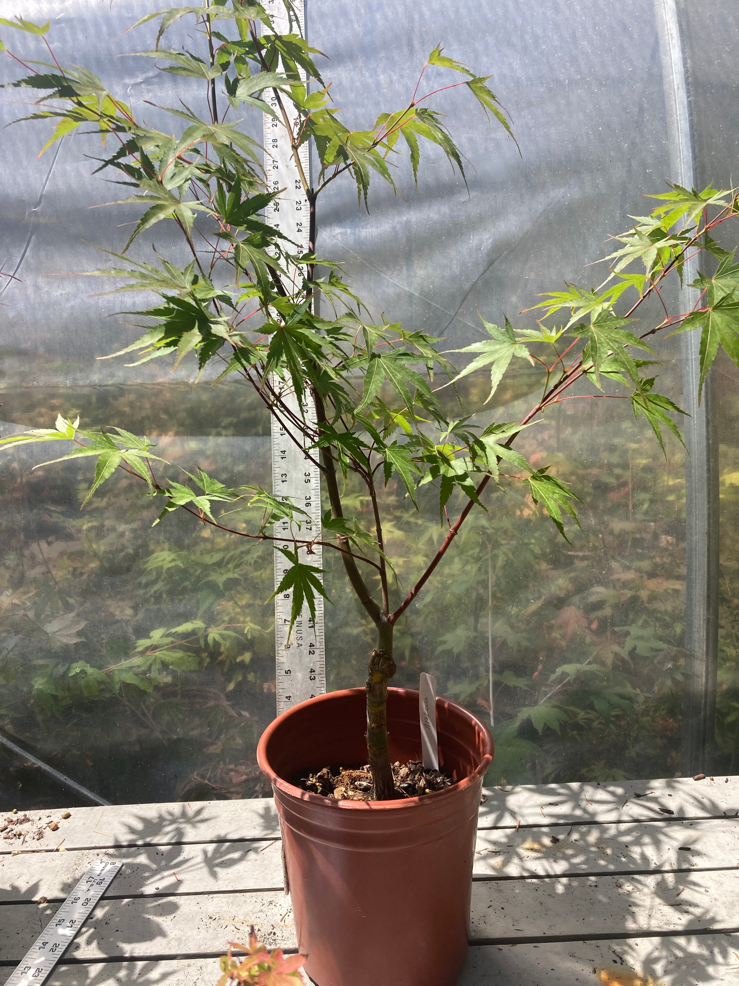 Arakawa Rough Bark Maple - Pre-Bonsai 3-4 Yr (#311)
