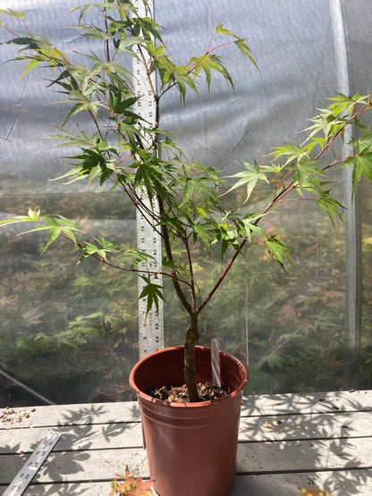 Arakawa Rough Bark Maple - Pre-Bonsai 3-4 Yr (#311)