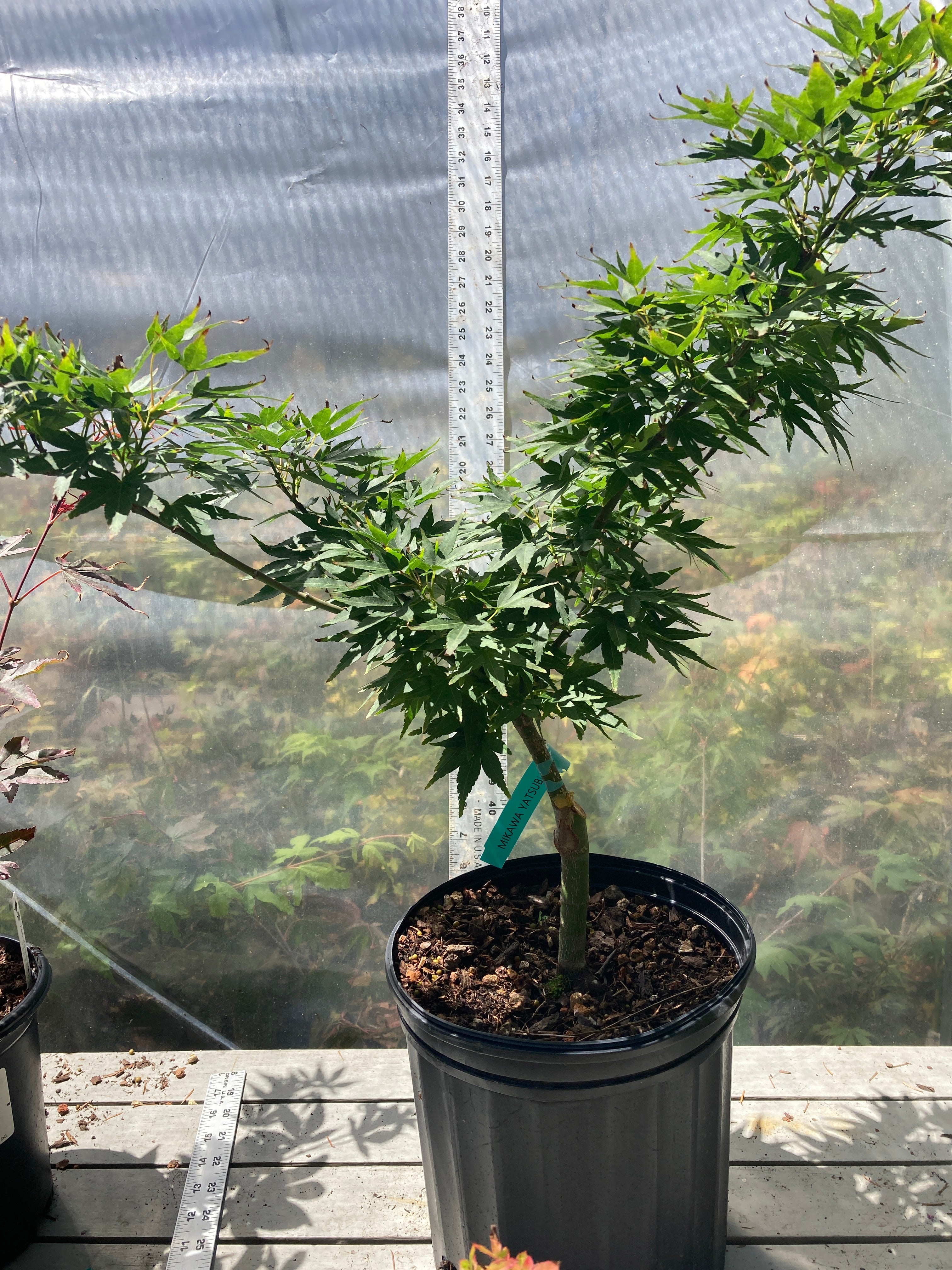 Mikawa Yatsubusa 3-4 Yr Pre Bonsai (#738)