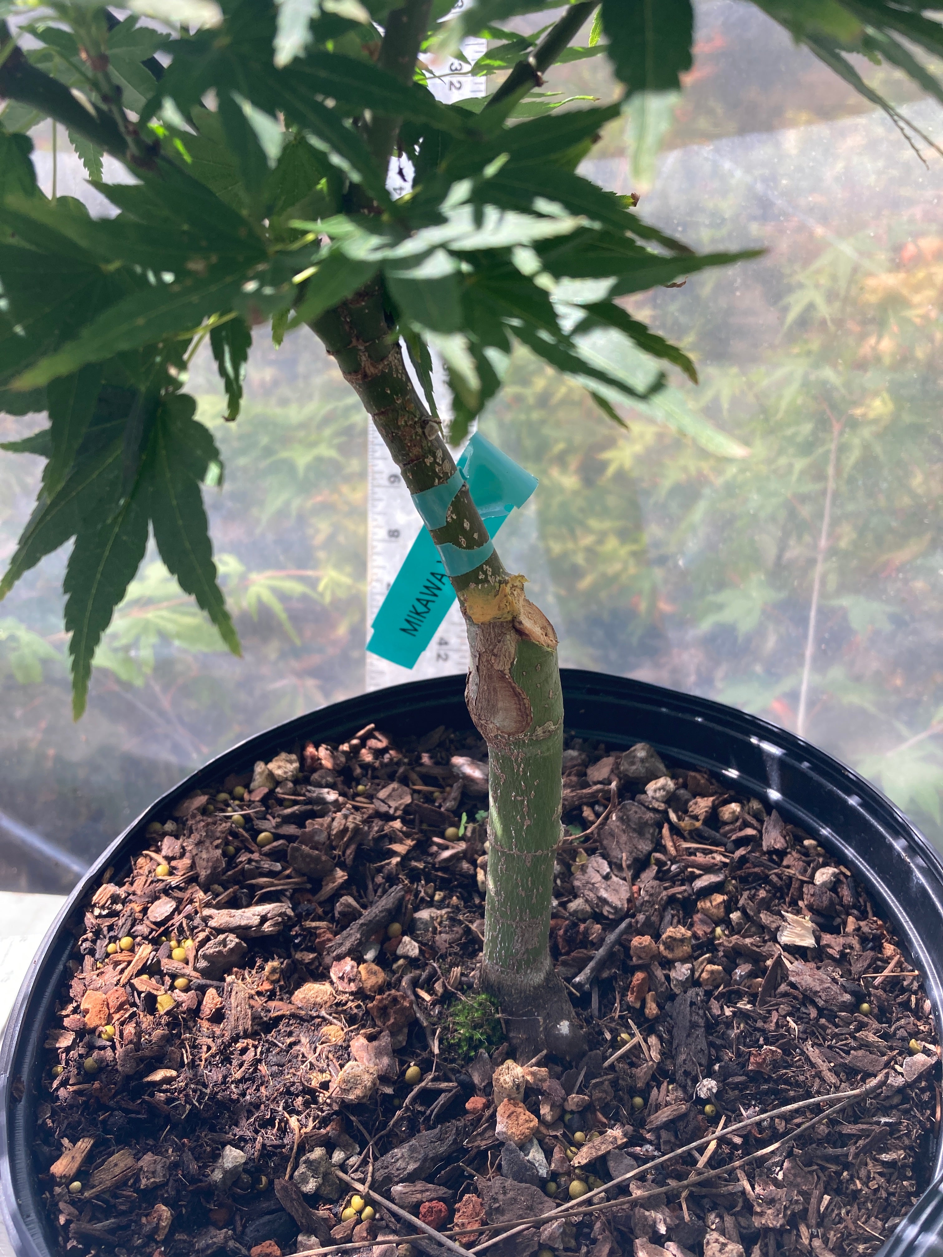Mikawa Yatsubusa 3-4 Yr Pre Bonsai (#738)