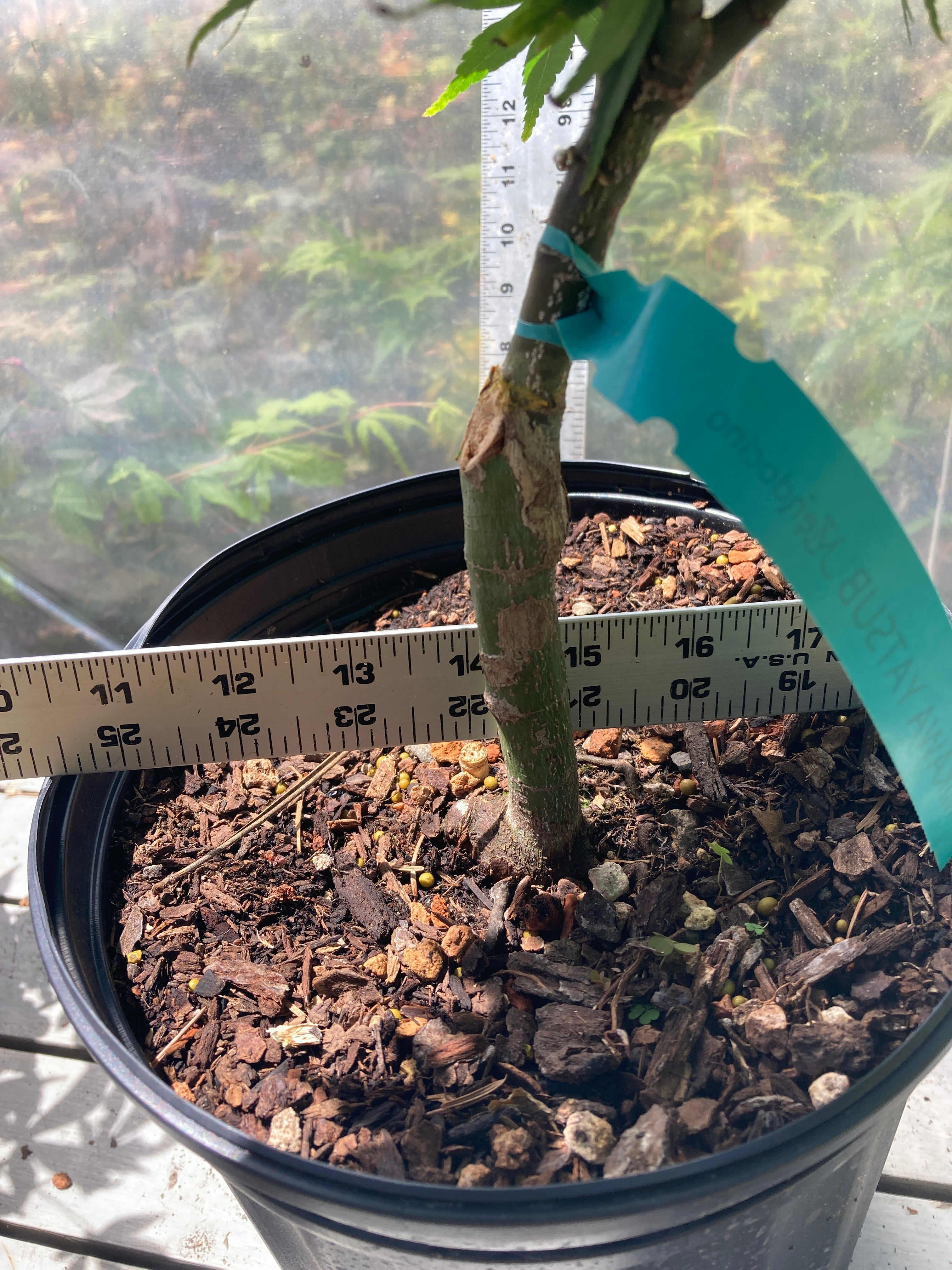 Mikawa Yatsubusa 3-4 Yr Pre Bonsai (#738)