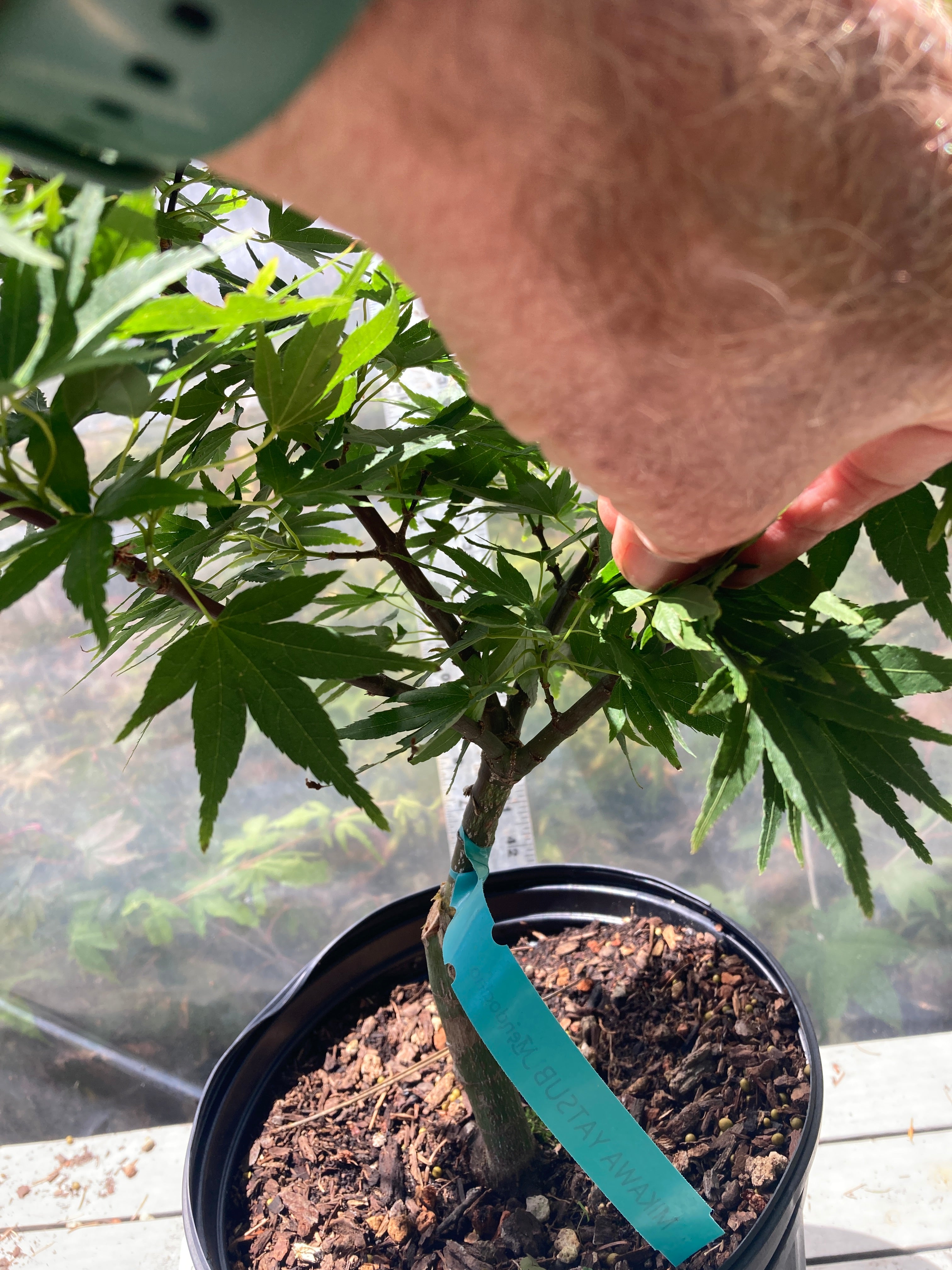 Mikawa Yatsubusa 3-4 Yr Pre Bonsai (#738)
