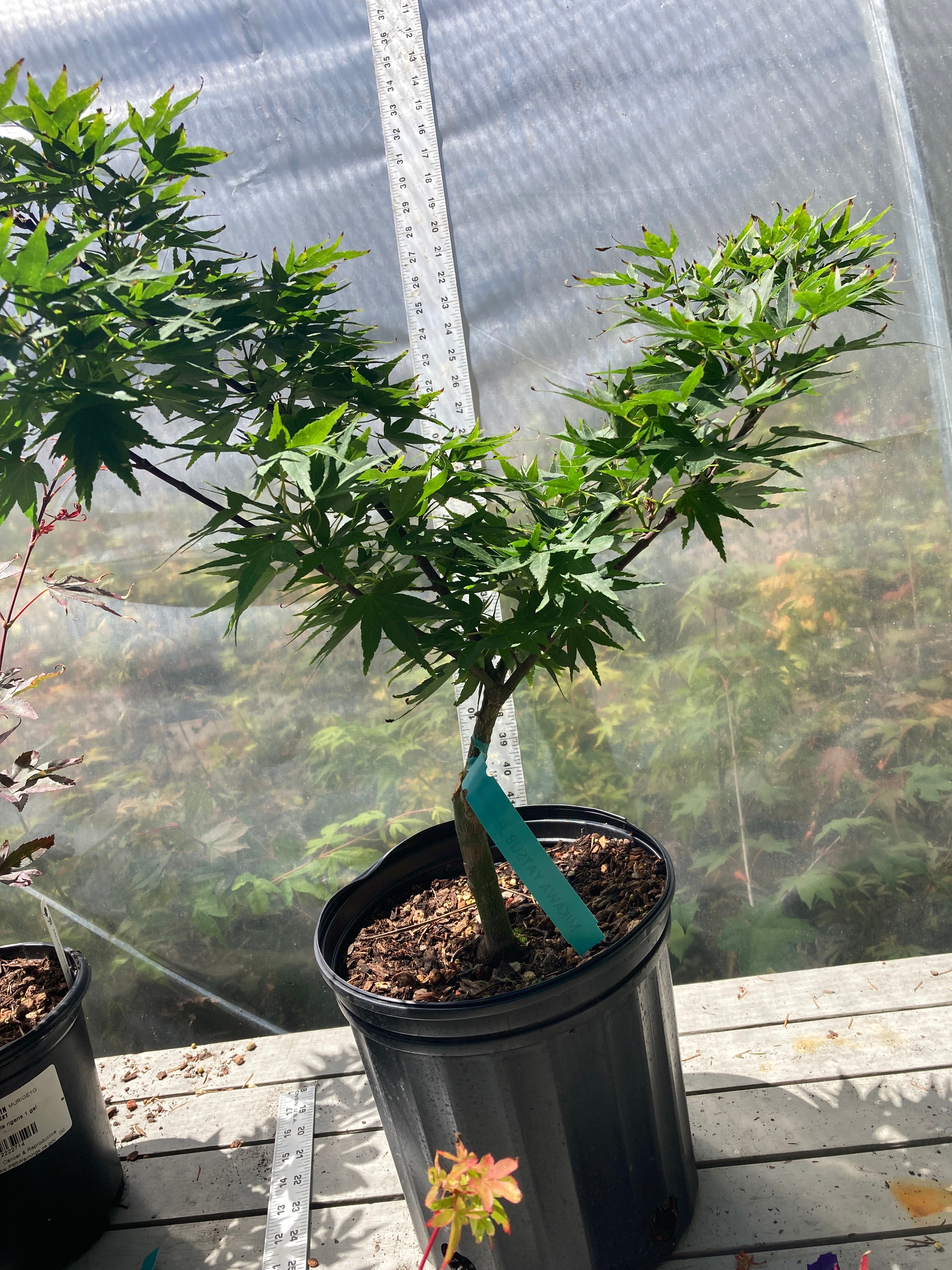 Mikawa Yatsubusa 3-4 Yr Pre Bonsai (#738)