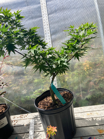 Mikawa Yatsubusa 3-4 Yr Pre Bonsai (#738)