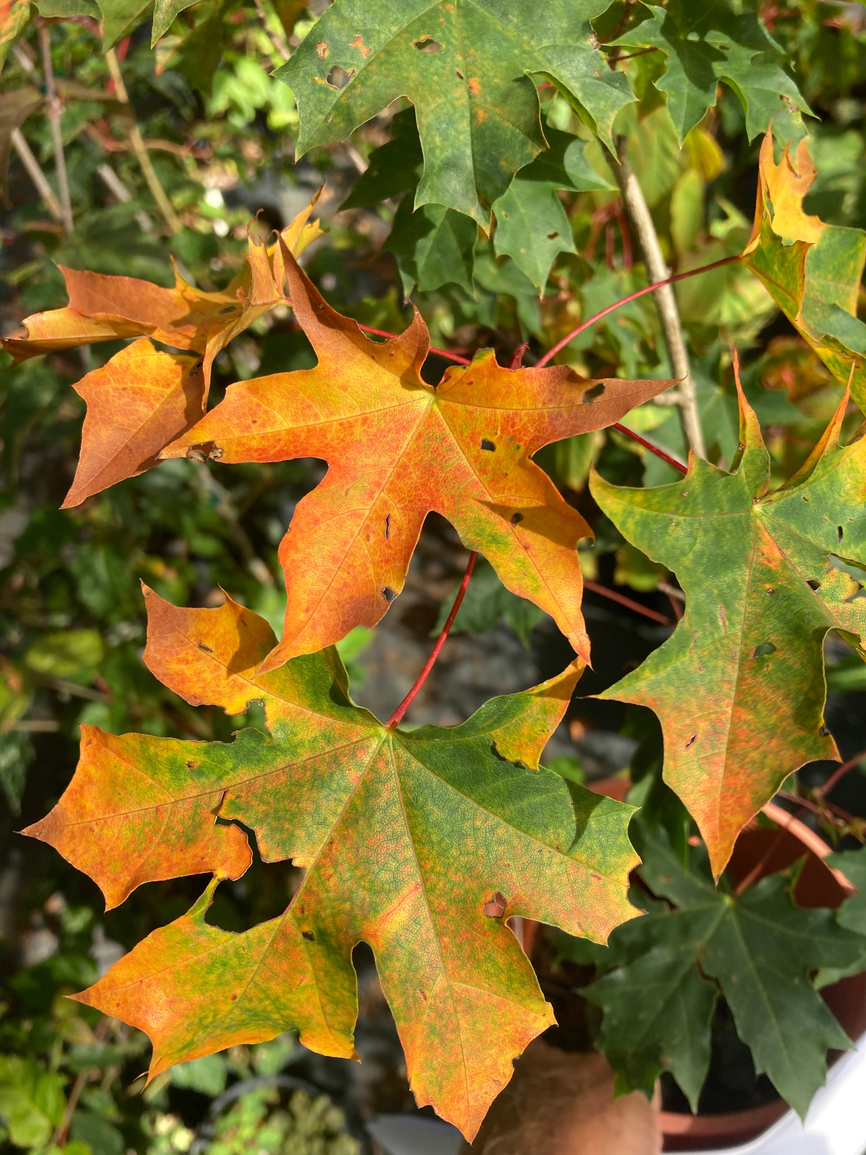 Acer mono