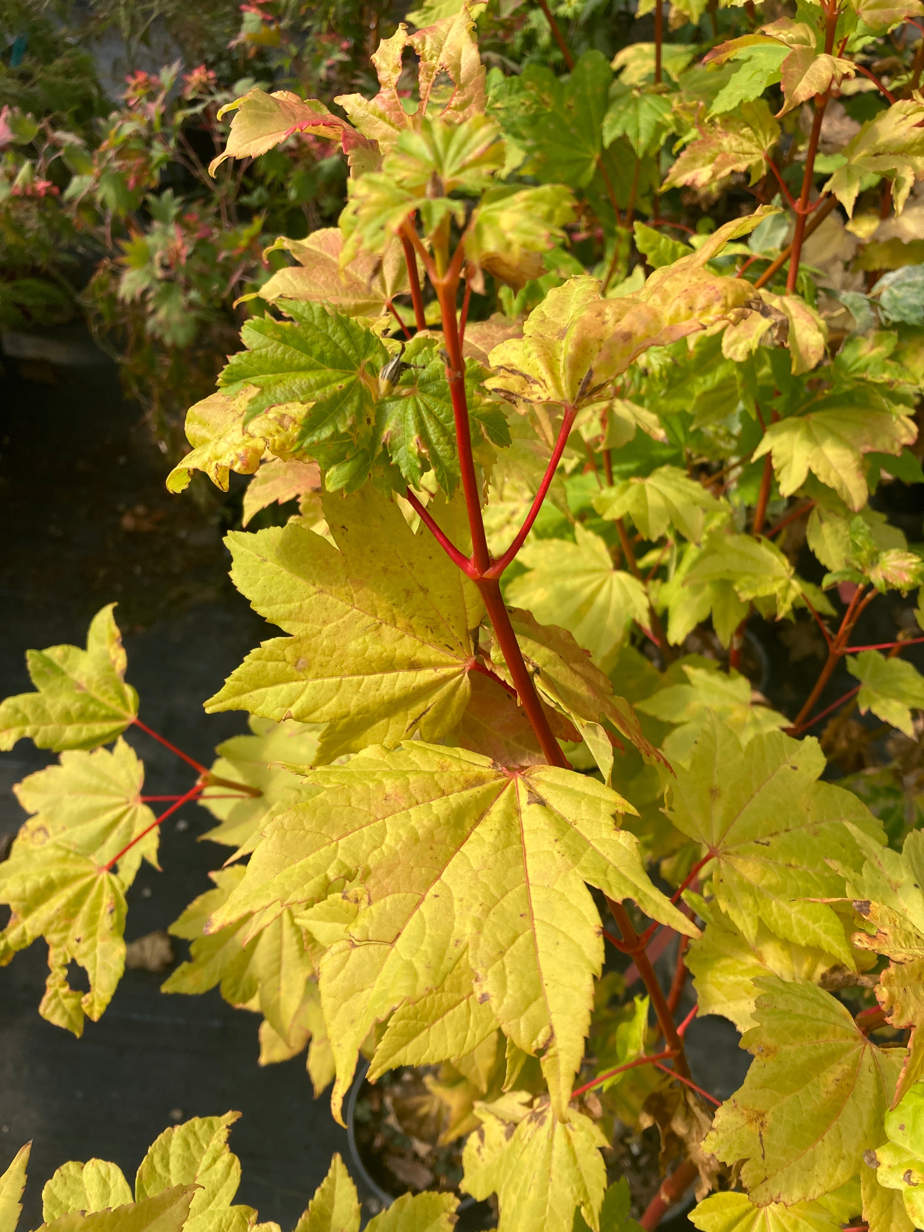 Acer circinatum Pacific Fire
