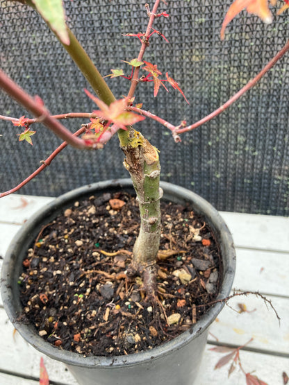 Shindeshojo Pre-Bonsai 2-3 Yr. (#820)