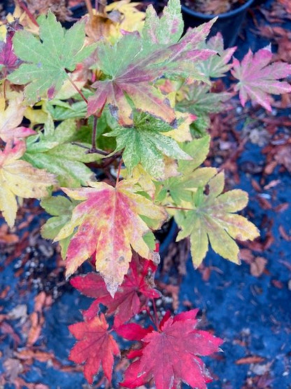 Acer Sieboldianum Kumoi Nishiki