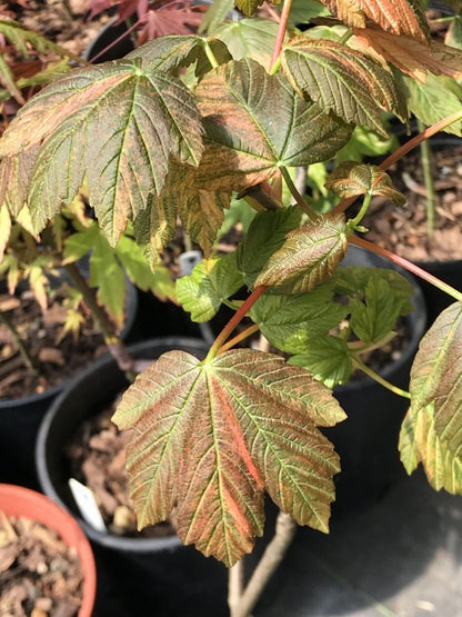 Acer pseudoplatanus Variegated - 3