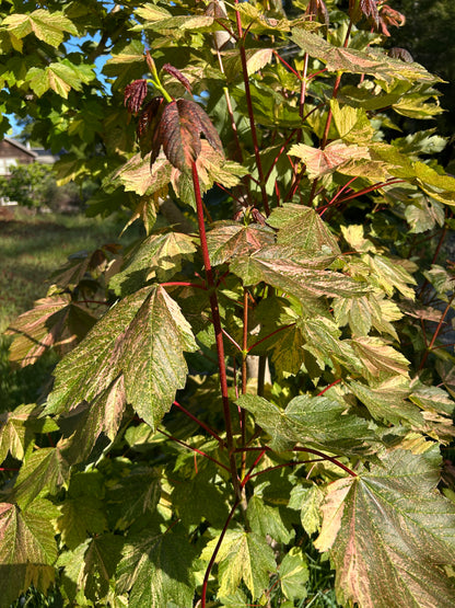 Acer pseudoplatanus  Carnelian Wave