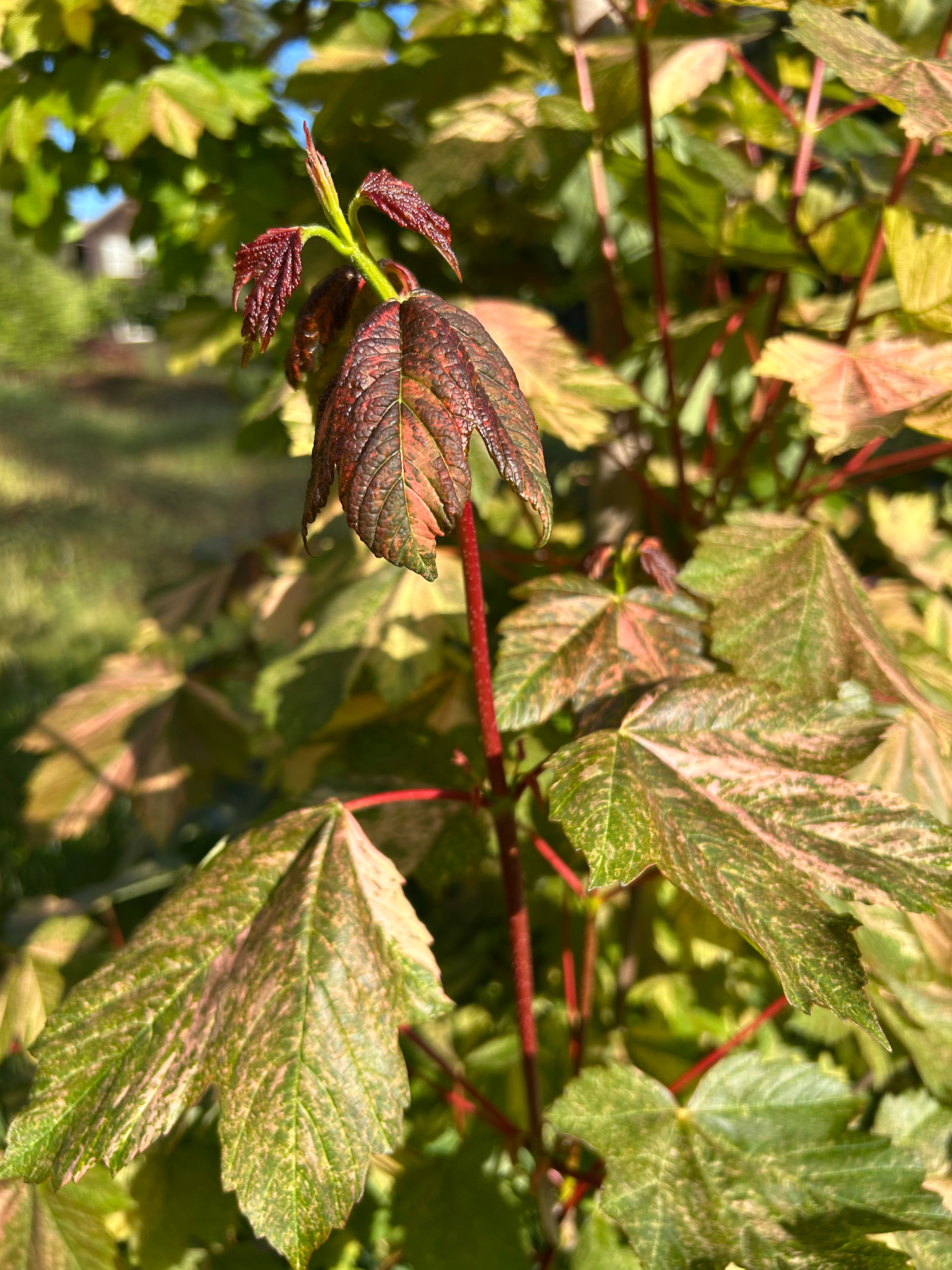 Acer pseudoplatanus  Carnelian Wave
