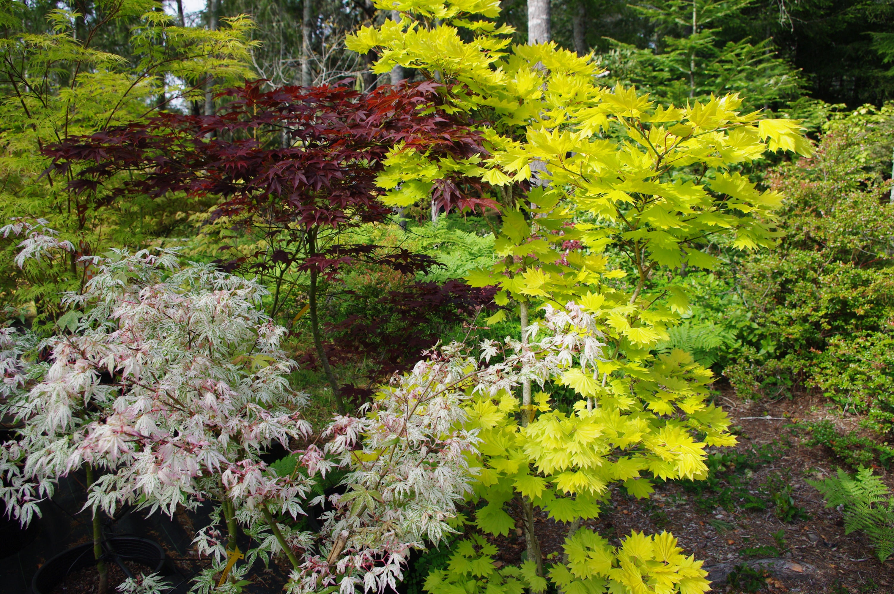 Japanese Maple Varieties Acer palmatum colorful foliage - Mendocino Maples Nursery