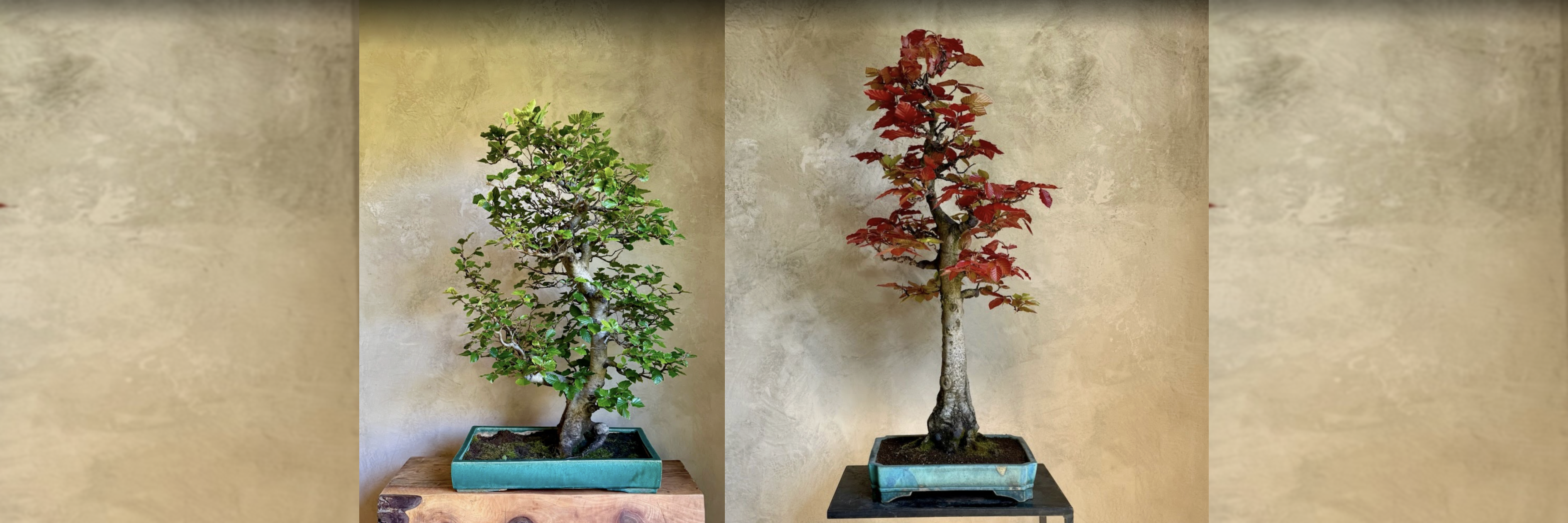 Japanese Maples for Bonsai pre-trained Acer palmatum starter trees - Mendocino Maples Nursery 