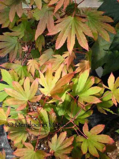 Acer circinatum Ki setsudoe