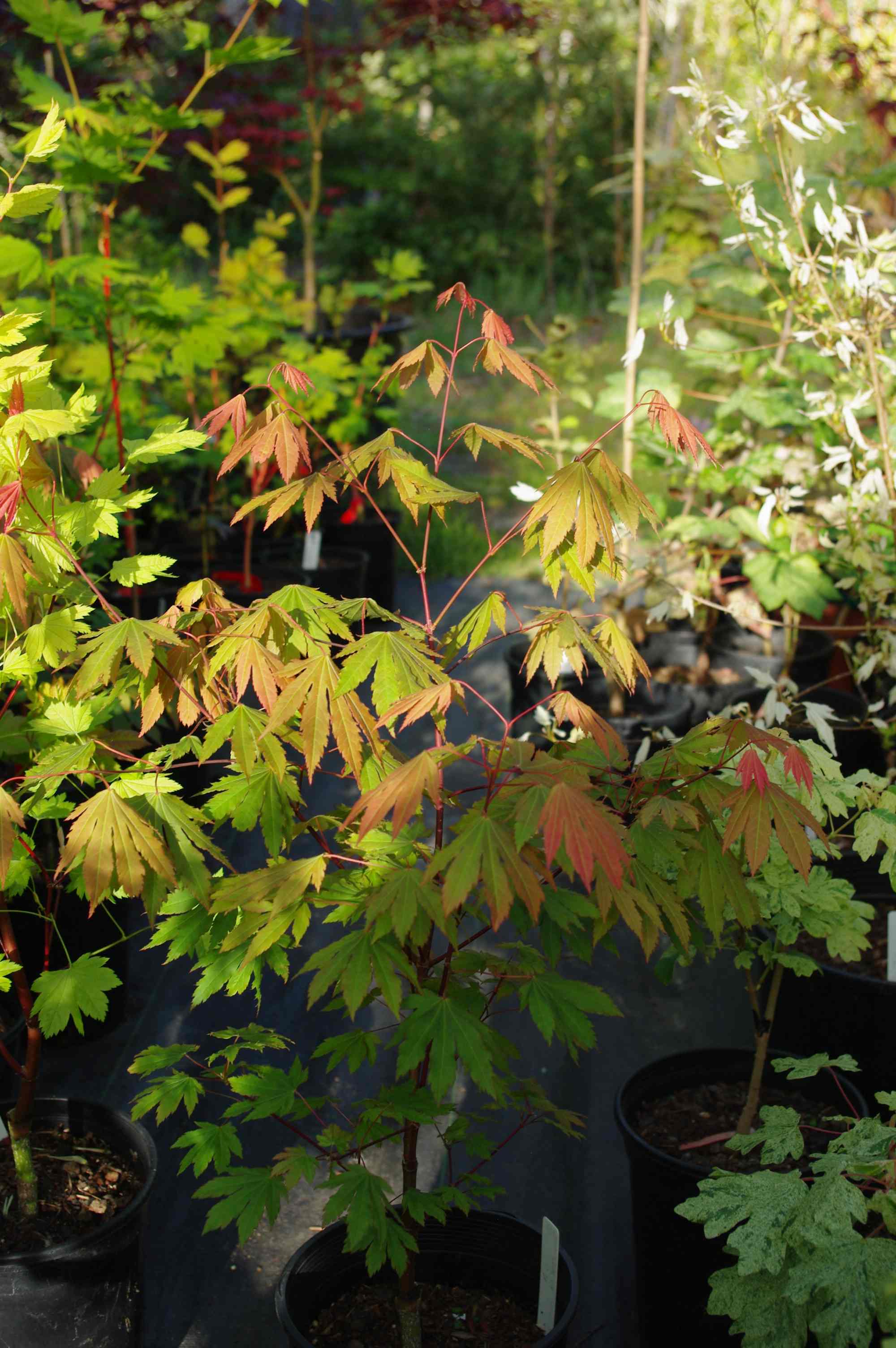 Acer circinatum Ki setsudoe – Mendocino Maples Nursery