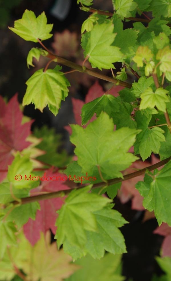 Acer circinatum Little Gem