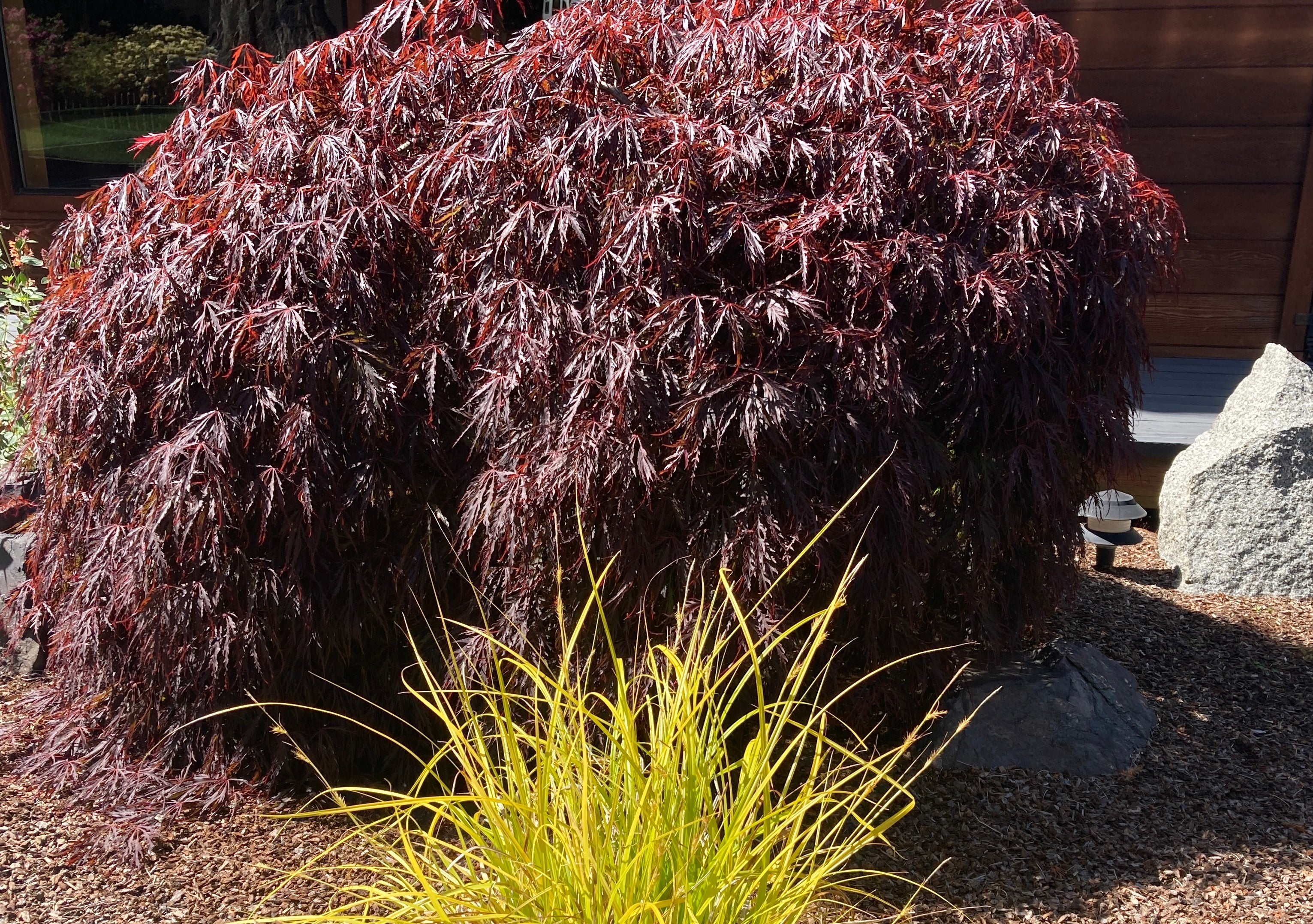 Inaba Shidare Lace Leaf Japanese Maple weeping cascading form - Mendocino Maples Nursery