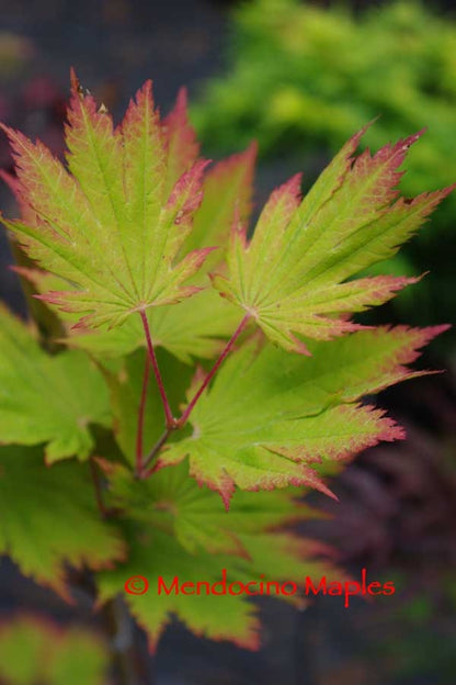 A. japonicum O isami