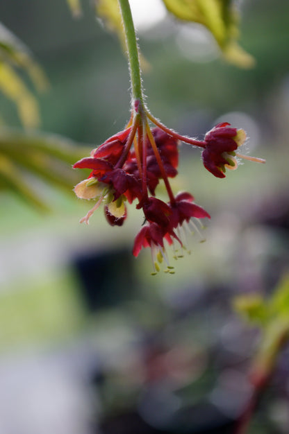 A. japonicum O isami