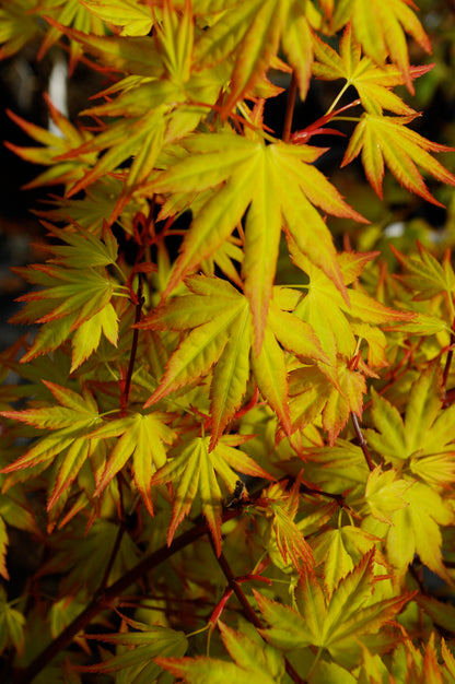 Orange Dream Japanese Maple Acer palmatum bright spring color - Mendocino Maples Nursery
