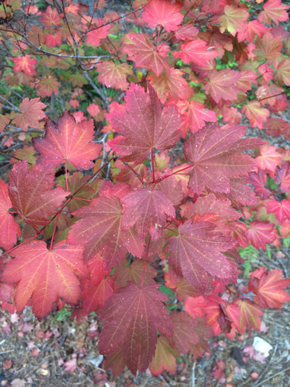 Ruby Red