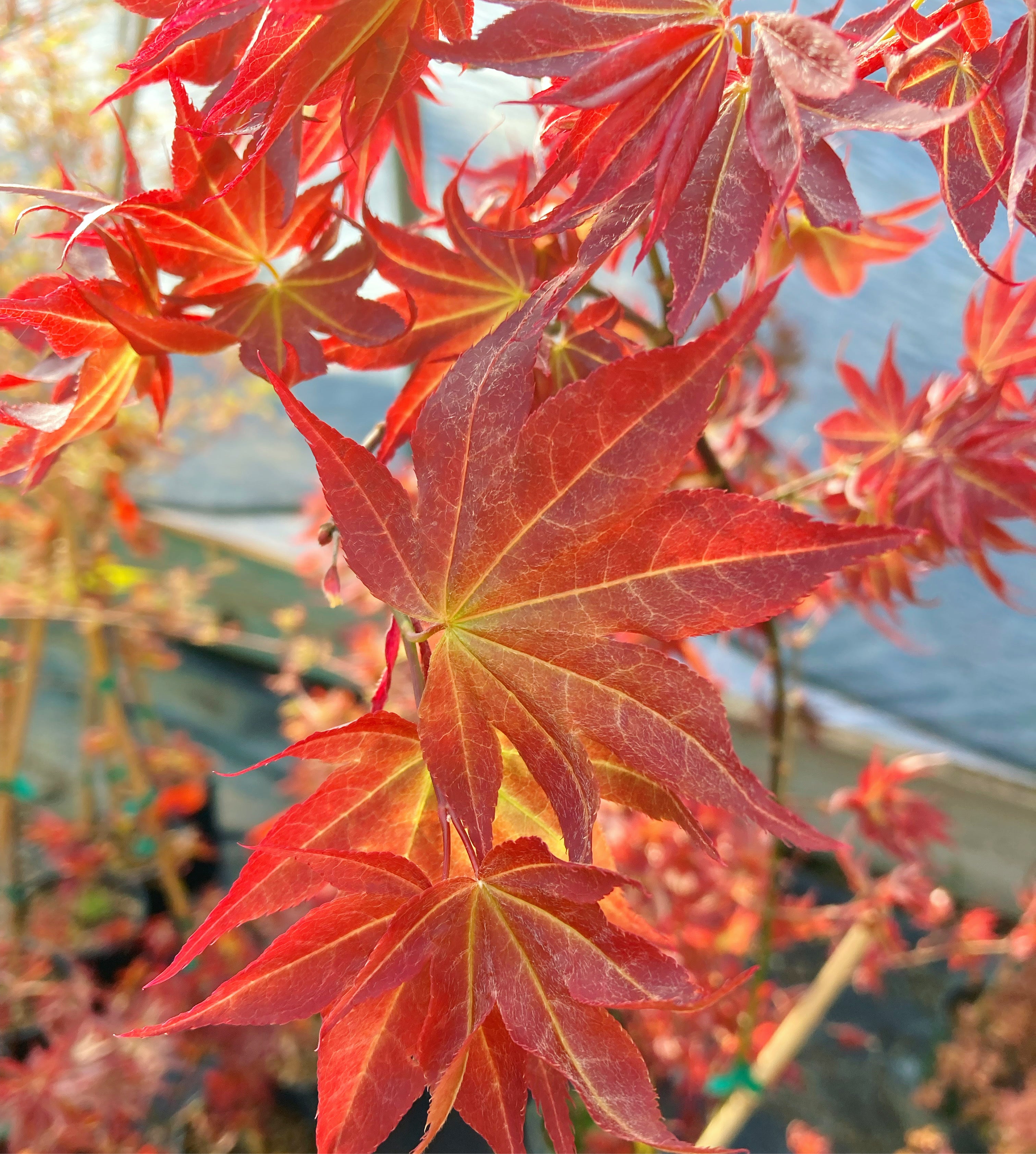 Ruby Stars (Beni Hoshi) – Mendocino Maples Nursery