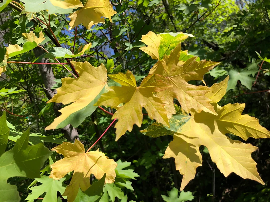 Acer macrophyllum Tubbs Fire