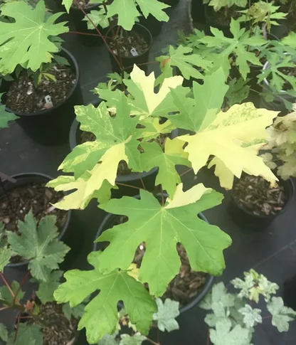 Acer macrophyllum Tubbs Fire