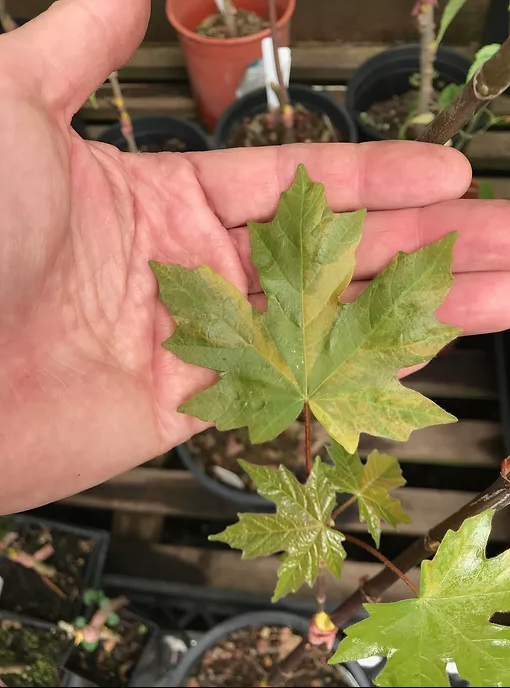 Acer macrophyllum Tubbs Fire