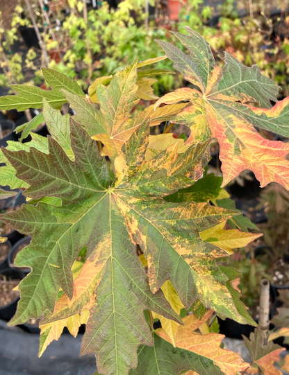 Acer macrophyllum Tubbs Fire