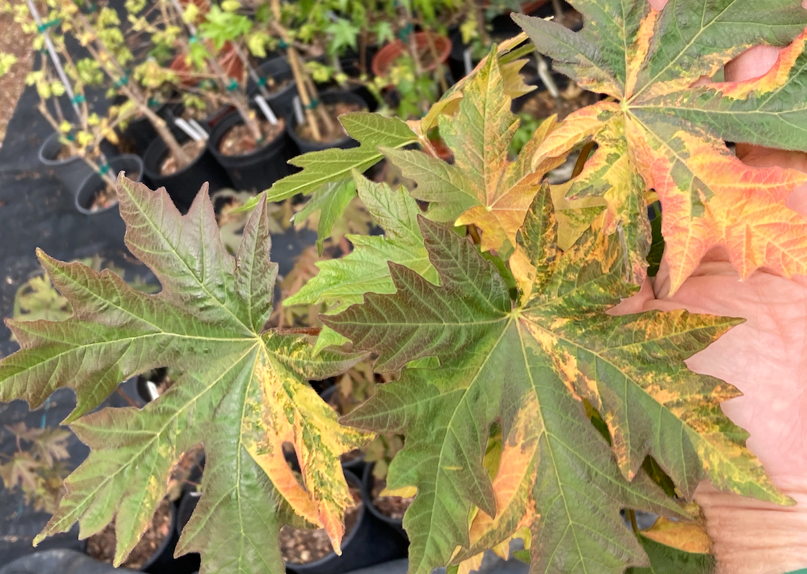 Acer macrophyllum Tubbs Fire