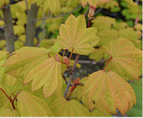 Acer circinatum Sunny Sister