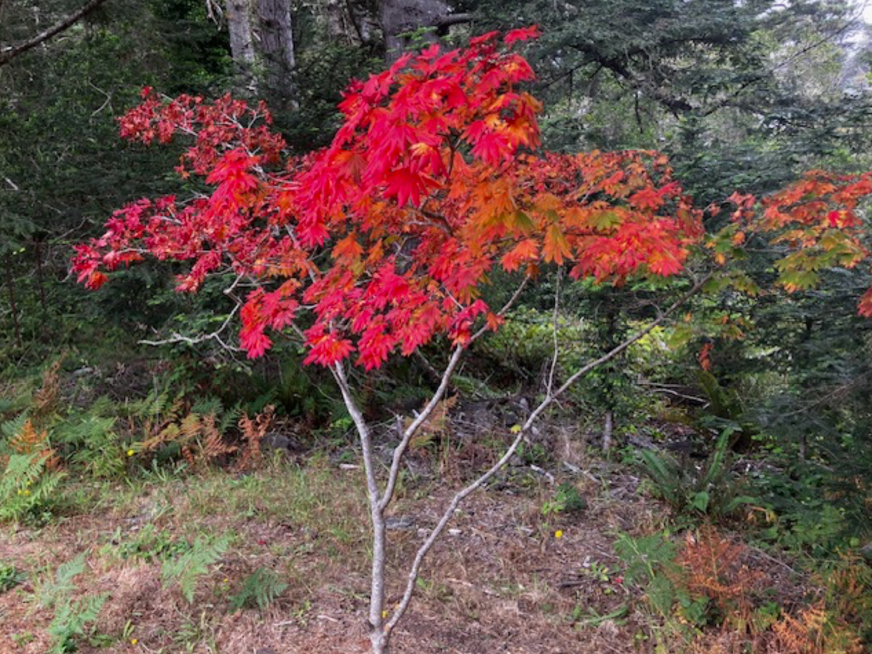 Palmatifolium