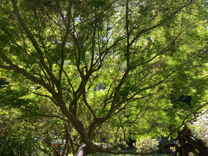 Customer Favorites most popular Japanese maple trees - Mendocino Maples Nursery - Seiryu