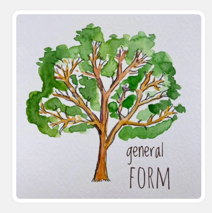 Acer pseudoplatanus Whorley