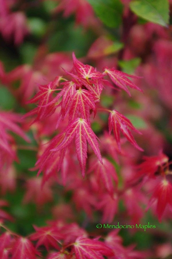 Wilsons Pink Dwarf