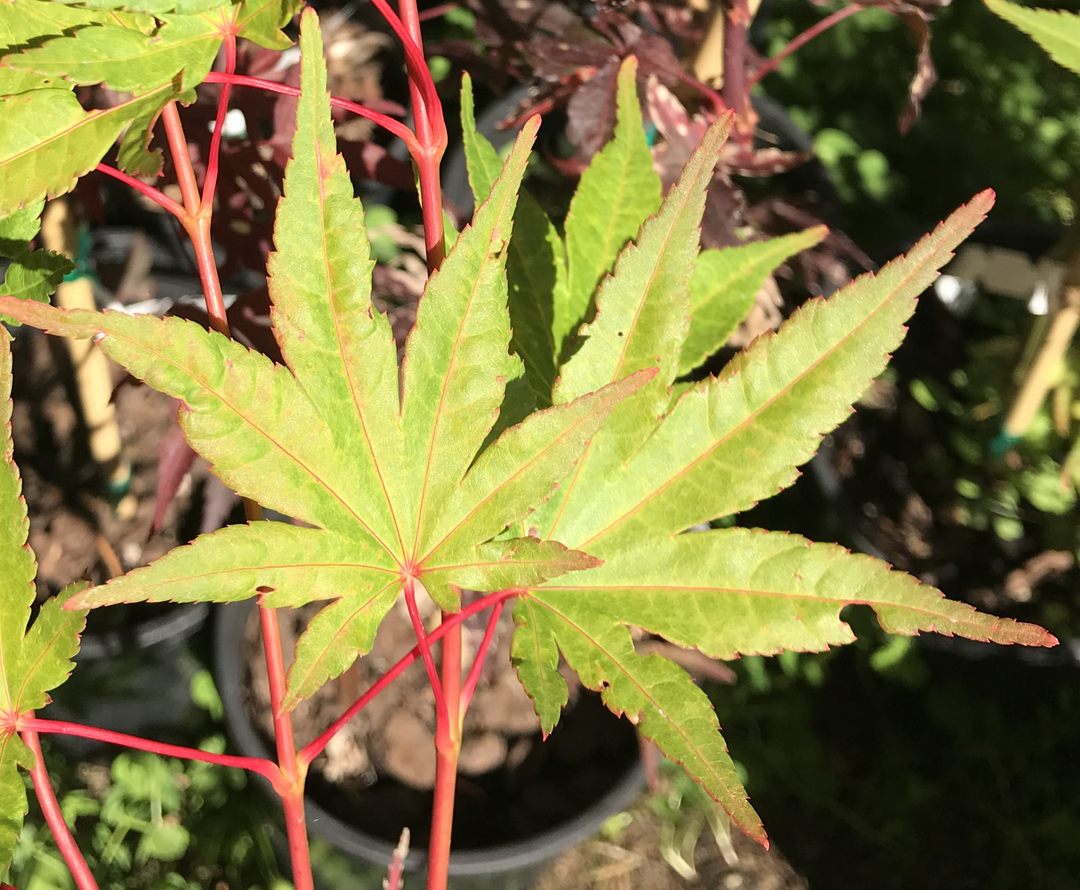 Japanese Maple Tree Varieties – Page 3 – Mendocino Maples Nursery