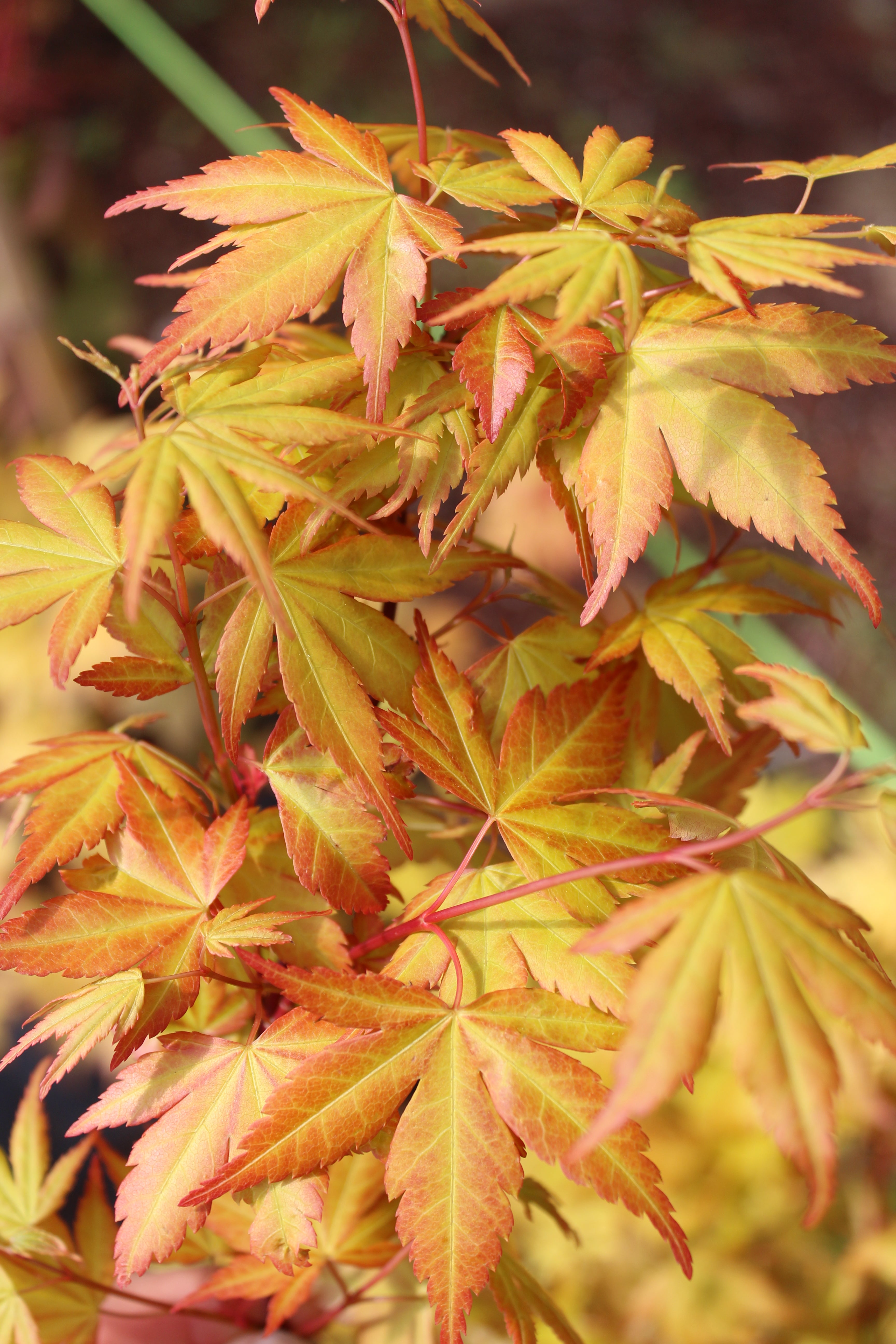 Akane – Mendocino Maples Nursery