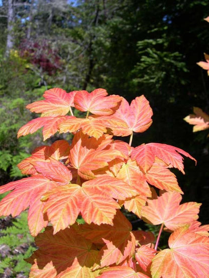 Acer pseudoplatanus 'Brilliantissimum'