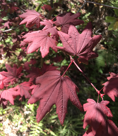 A close-up of Acer circinatum Burgundy Jewel leaves, showing purple-red color and typical maple shape with a blurred green background.