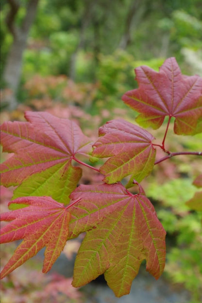 Acer circinatum Burgundy Jewel - Mendocino Maples