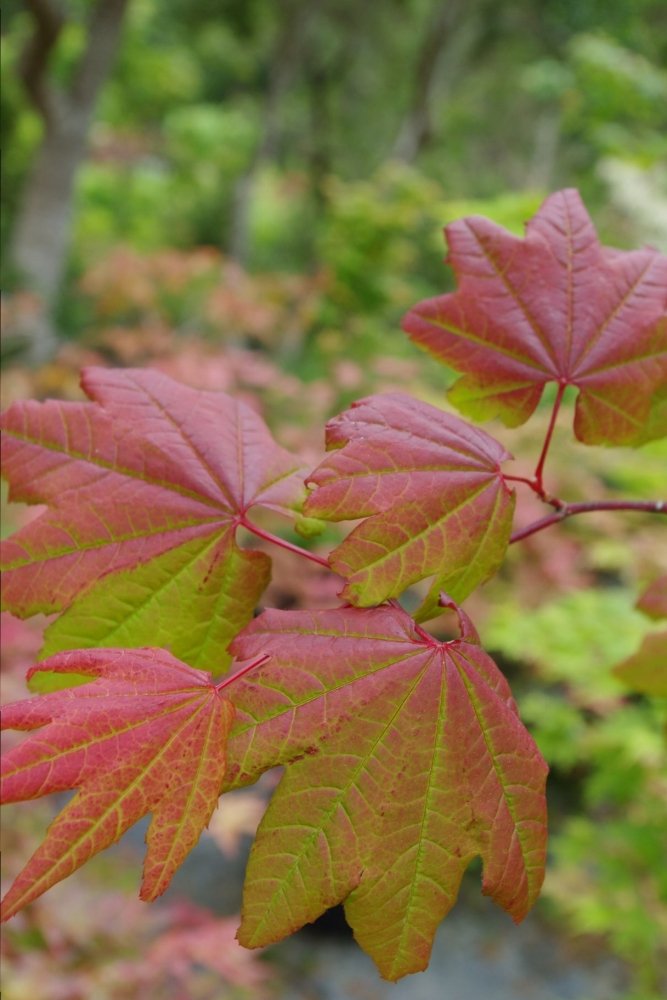 Acer circinatum Burgundy Jewel - Mendocino Maples