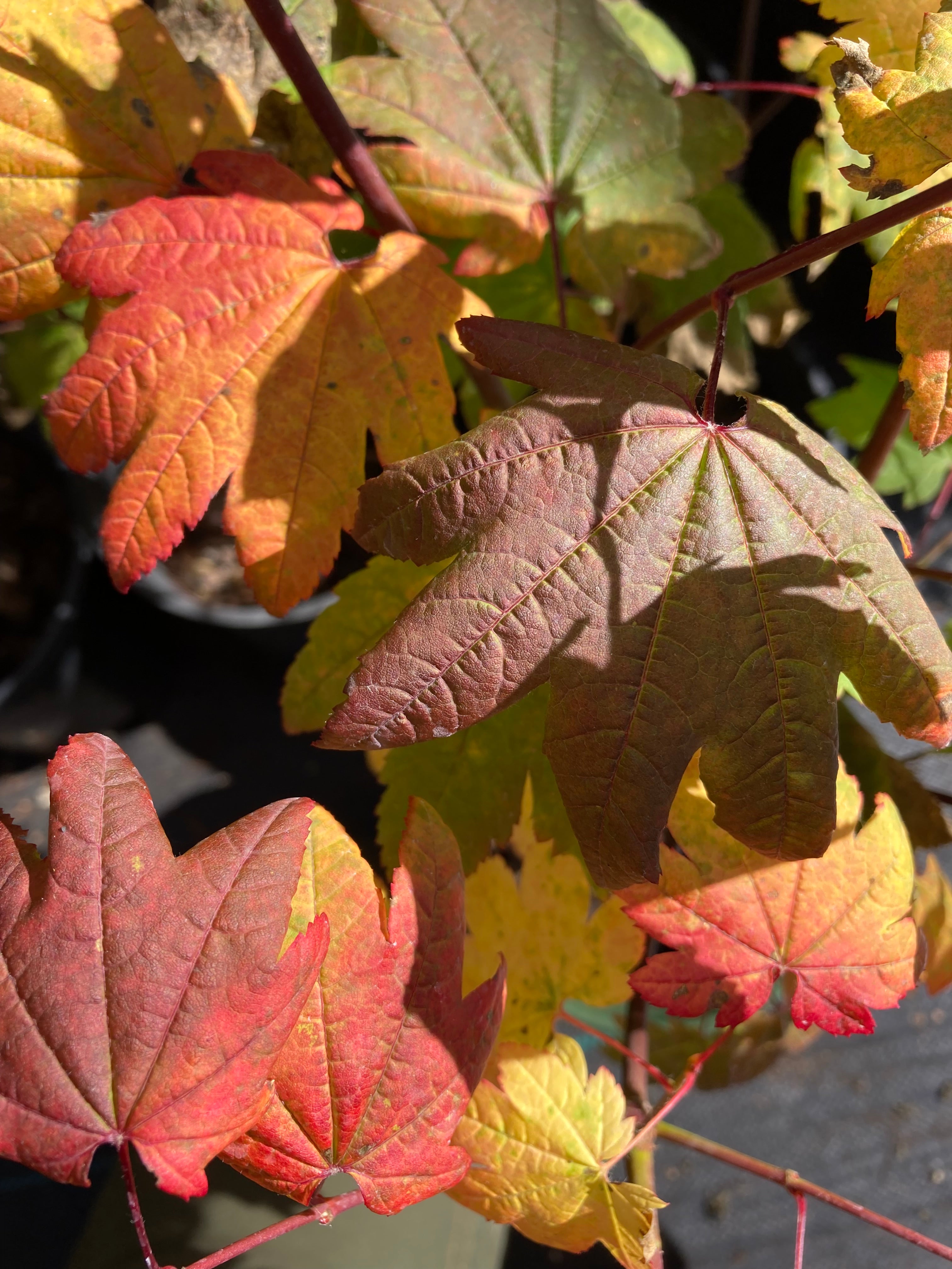 Acer circinatum Burgundy Jewel