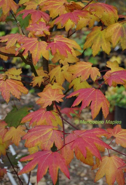 Acer circinatum Burgundy Jewel fall color maple Mendocino